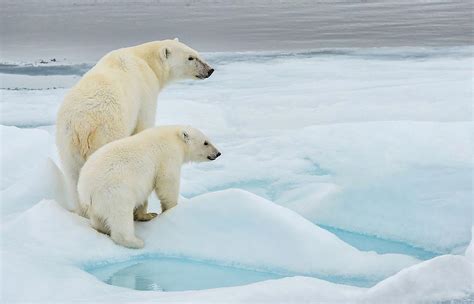 Do polar bears live in antarctica. Polar bears live on the thick sea ice, developed by the regions extremely cold temperatures, as well as the surrounding land. Contrary to popular belief, you cannot find polar bears in Antarctica. They only reside in the Arctic. 