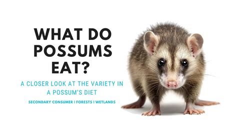 Do possums eat tomatoes.  means, but what does D.  Because asthma often changes over time, ...