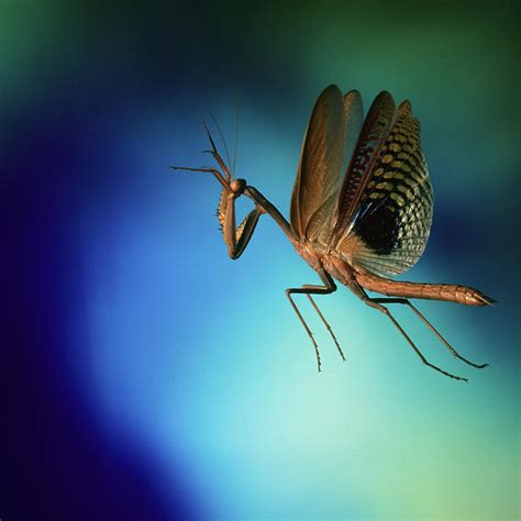 Do praying mantis fly. Things To Know About Do praying mantis fly. 