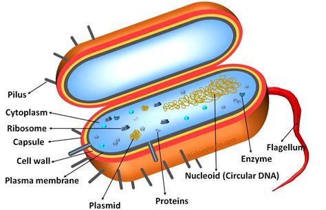 Do prokaryotic cells have plasma membrane? - Study.com