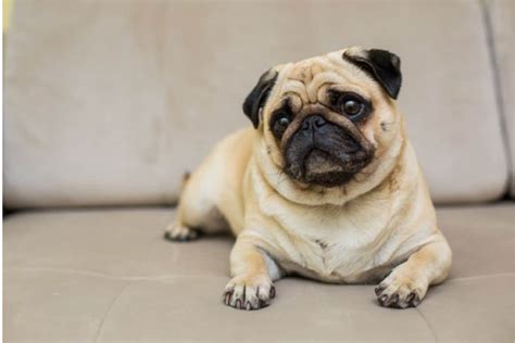 Do pugs shed. Things To Know About Do pugs shed. 
