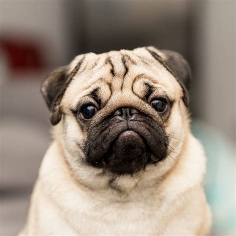 Do Pugs Shed? Why Do Pugs Shed So Much? Yes! Pugs shed a lot. Pugs are considered to have originated in China, but there is evidence that suggests they originally came from Tibet, where the extreme cold weather meant that only the dogs with the thickest, most insulating coats were selected for breeding.. Do pugs shed
