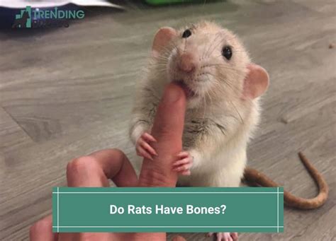 Do rats have a collapsible skeleton? - Rat Behavior