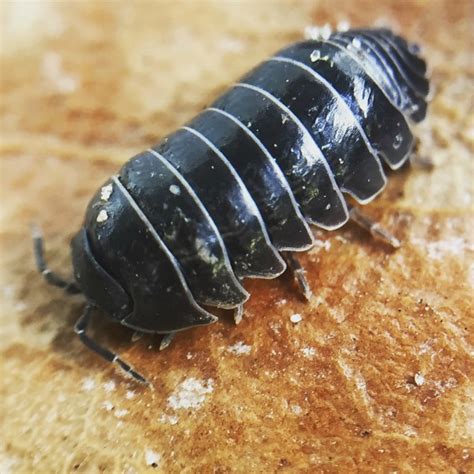 Do roly polys need oxygen? – KnowledgeBurrow.com