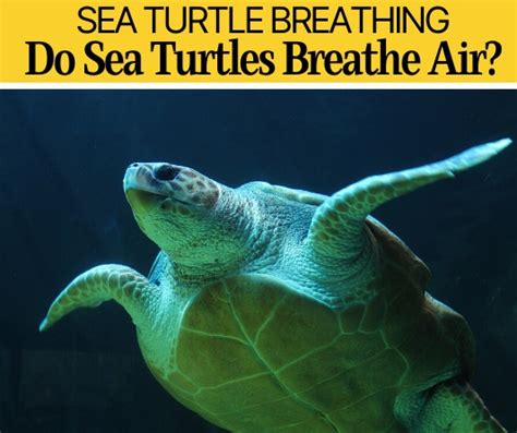 Do sea turtles breathe air. However, sea turtles can breathe through their cloaca during hibernation. They do not have to come to the surface to breathe in air. For example, Green and black sea turtles can absorb dissolved oxygen from the water through their skin and cloaca. How Is Sleeping Important for Sea Turtles? Sea turtles need to sleep for many hours a day. 