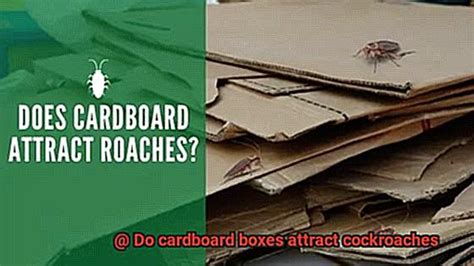 Do shoe boxes attract roaches