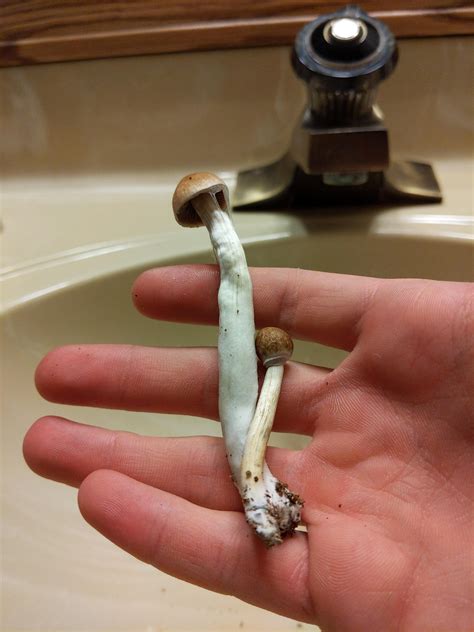 Do shrooms smell. Psilocybin is a Schedule I substance under the Controlled Substances Act, meaning that it has a high potential for abuse, no currently accepted medical use in treatment in the United States, and a lack of accepted safety for use under medical supervision. Psilocybin mushrooms. Image by Erik Fenderson. 