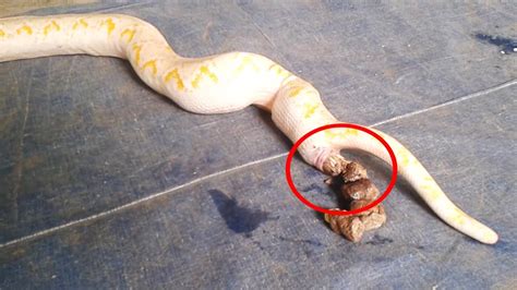 Do snakes poop. Things To Know About Do snakes poop. 