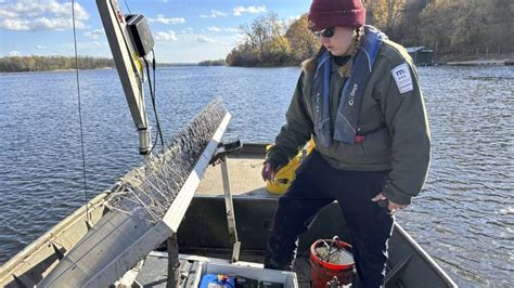 Do snitches net fishes? Scientists turn invasive carp into traitors to slow their Great Lakes push