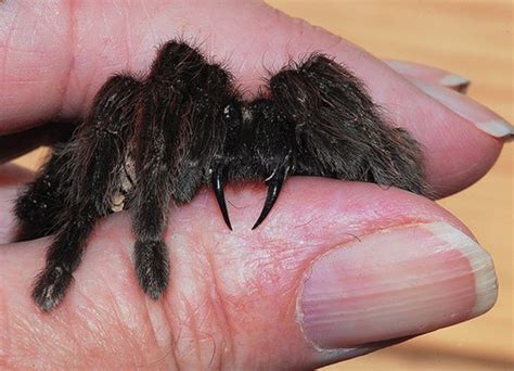Do tarantulas bite. Flea bites on humans can be both uncomfortable and itchy, but they can also be dangerous if left untreated. Knowing the signs and symptoms of flea bites is important for both preve... 