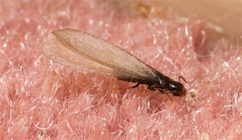 Do termites fly. Do Termites Fly? Only reproductive termites have wings. Thus, most termites in the colony cannot fly. Although they are not exceptional fliers, adult reproductive termites’ wings serve an important purpose. When a colony reaches maturity and the weather is warm, mature alates leave the colony. 