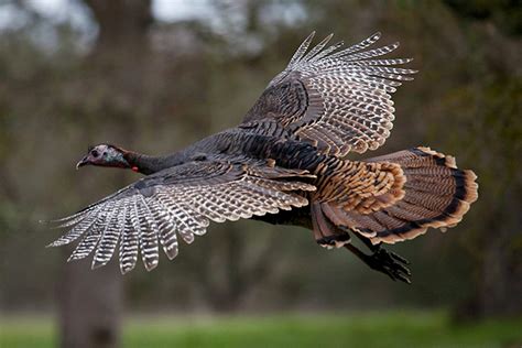 Do turkeys fly. Things To Know About Do turkeys fly. 