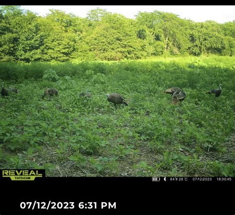 Do turkeys see hunter orange? - Missouri Whitetails