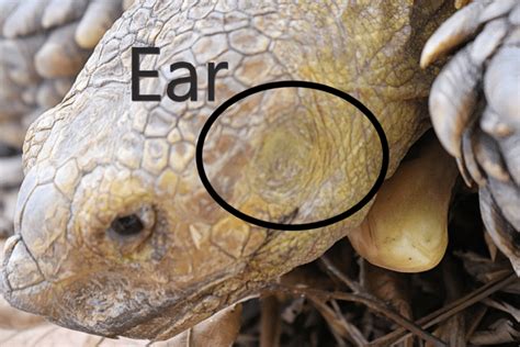 Do turtles have ears. 1. Supplement your turtle’s diet with vitamin A. What causes turtle ear abscesses is not fully understood. [21] Commonly, though, the abscesses are related to a vitamin A deficiency. [22] Vitamin A plays an important role in the proper development of cells lining a turtle’s ears and respiratory tract. 