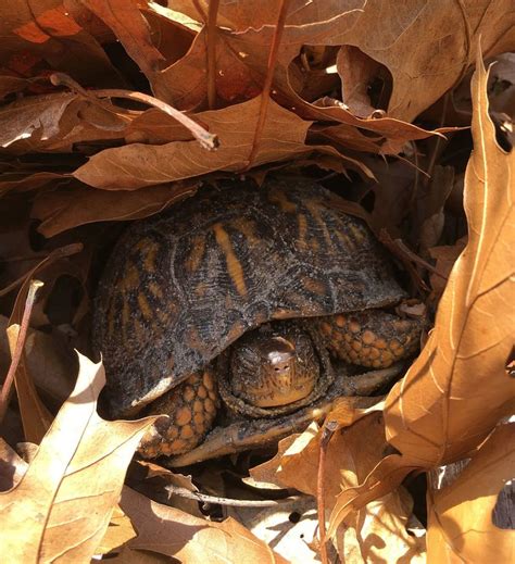 Do turtles hibernate. During brumation (similar to hibernation in mammals), when water temperatures are barely above freezing, a Wood Turtle’s metabolism shuts down to roughly 5% of what it would be mid-summer, so from a metabolic standpoint, 130 days is only about a week by warm-season standards. At such low metabolisms, Wood Turtles don’t need … 