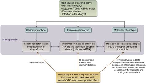 Do we need to treat chronic active T cell–mediated rejection?