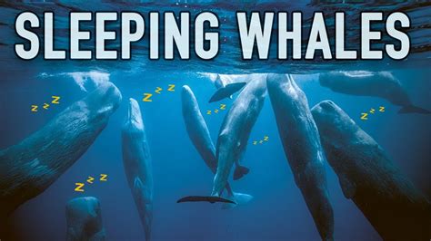 Do whales sleep. The results of both approaches allow an impression of how sleep works in a whale's world. Back in 2008, a team of scientists from Scotland and Japan literally bumped into a group of sperm whales ... 