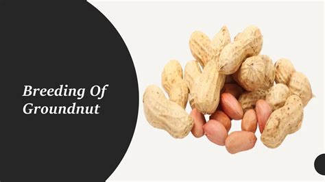 Do you know the connection between groundnut alias peanuts and breeding