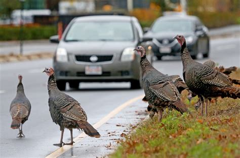 Do you see wild turkeys in your Massachusetts community? MassWildlife wants to know