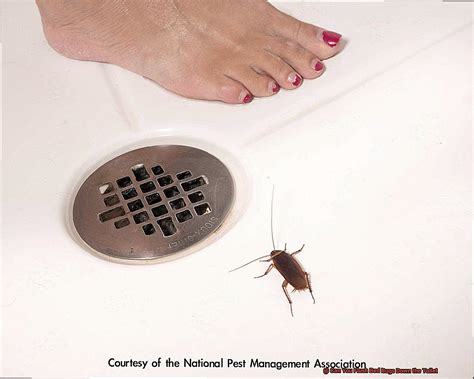 Do you think flushing bugs down the toilet kills them