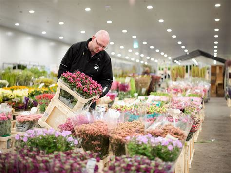 Dobbeflowers Aalsmeer Webshop