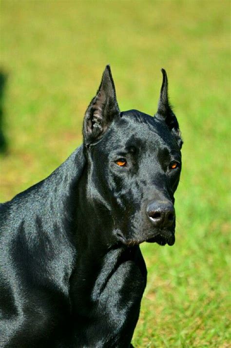 All black Doberman puppies can cost anywhere between $700 and $4000 depending on the breeder. Many mainstream Doberman breeders see the all-black Doberman as a defect and will sell any all-black puppies in their litter for a large discount. Others will market how rare the all-black (or melanistic black) Dobermans are and demand premium prices.. 