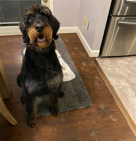Doberdoodle. The Doberdoodle is a new mixed breed from a Doberman Pinscher and a Poodle. This hybrid combines the Doberman's protective instincts with the Poodle's smarts. 