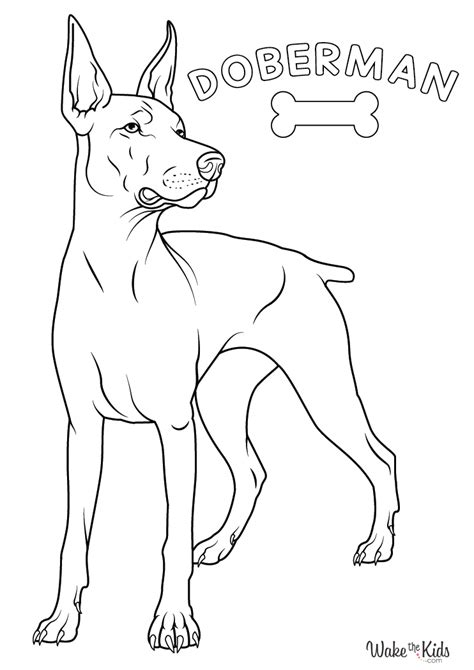 Doberman Coloring