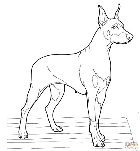 Doberman Coloring Page