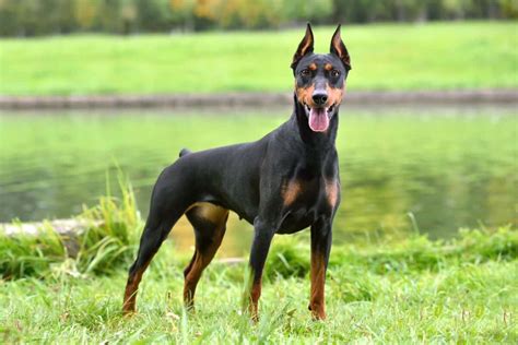 Doberman Dog Price: A Comprehensive Guide