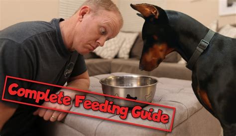 Doberman Feeding Chart Raw