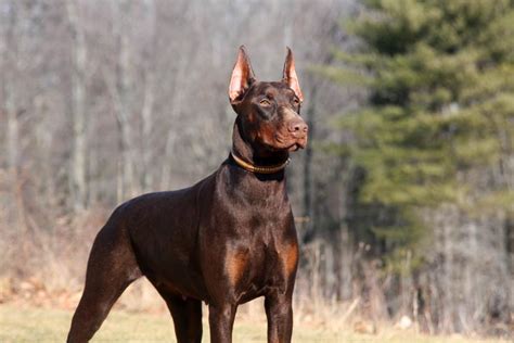 Doberman Pinscher Puppies for Sale near Binghamton, New York, …