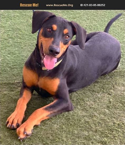 Doberman adoption az. All trademarks are owned by Société des Produits Nestlé S.A., or used with permission. Search for dogs for adoption at shelters near Lake Havasu City, AZ. Find and adopt a pet on Petfinder today. 