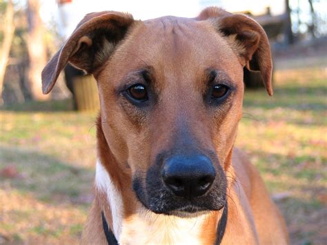 The Doberman Boxer mix may inherit not only the focused disposition of the Doberman but also the patient personality of the Boxer. This makes this mix great for children. The Doberman and Boxer mix learns best when given positive reinforcement. This method will help you raise a well-mannered Boxerman with a balanced temperament.. 