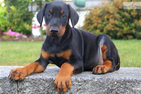 We have been owned by Dobermans since 1978 and began breeding the occasional litter in the early 80s starting with Rosevale lines. Over time our preference in Doberman looks and temperament tended more towards the FCI European Dobermann and we began importing dogs from Europe. Our goal in breeding is to produce an elegant Doberman of substance ...