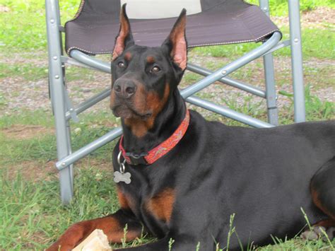 Dobermans are loyal and intelligent dogs that make wonderful companions. However, not every person is suitable to adopt a Doberman. It is crucial for the well-being of these dogs t.... 