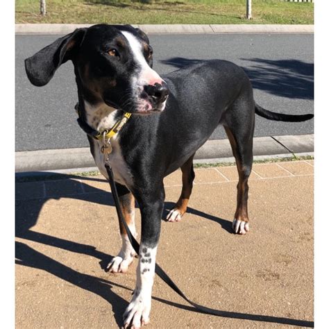 Doberman catahoula mix. 24-28 inches. 66-88 pounds. 10-13 years. Doberman Pinscher characteristics. Lifespan. 5 yrs 20 yrs. Grooming needs. Occasionally Frequently. Good with kids. 