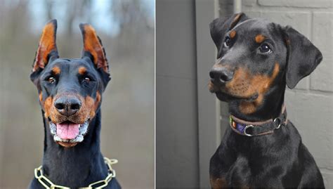 Doberman clipped ears vs uncropped. Professional Opinion 1: “I have seen a significant increase in the number of Schnauzer owners choosing to leave their dog’s ears uncropped. This trend reflects a broader shift towards embracing the natural appearance of dogs and prioritizing their well-being over cosmetic standards.”. Trend 2: Breed standard adherence. 