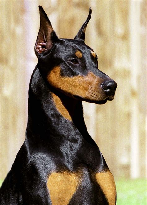 Doberman cropped. Apr 11, 2023 · Of the three Doberman ear cropping styles, the show crop is the most common. That's because dogs shown professionally are required to have cropped ears and a docked tail. These characteristics are considered part of the breed standard for Dobermans shown in American Kennel Club events. 