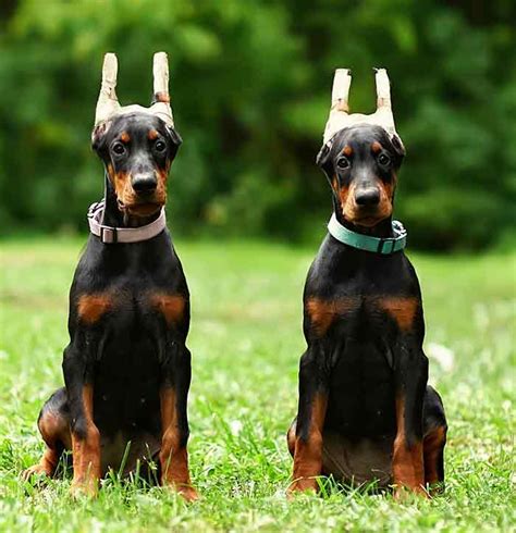 Doberman cut ears. These visits are included automatically in the ear crop package. The first visit ensures that the ear is healing properly without creases, folds, or infection. The ears are lightly taped at this visit. Sutures are removed at two to three weeks, and the first true posting is done at suture removal. 