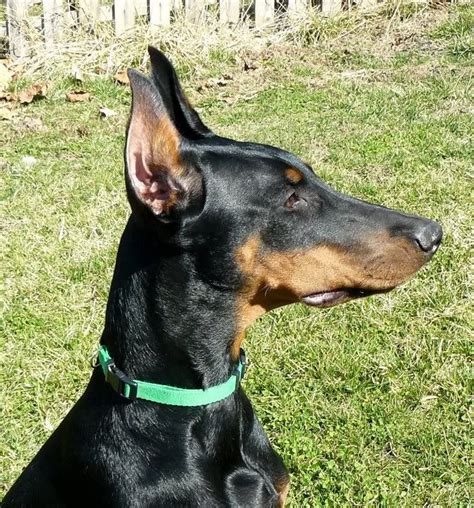 The black doberman was about a year old and the younger brown one was 4.5 months old. He told me he cropped ears of his younger one when he was 3 months old. He used the same taping/posting method described by the doctor. He got his ears permanently erect in 7 weeks. I was shocked. The older one's ears took two months.. 
