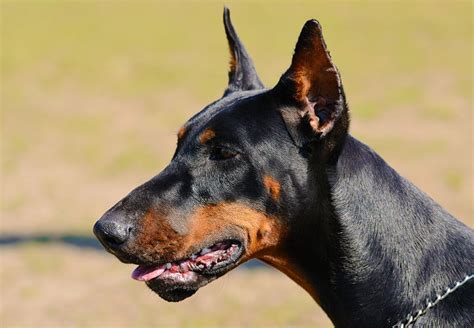 Doberman ear cropping. iOS: NoCrop for iPhone and iPad gets you around having to crop your photo before you upload it to Instagram, Twitter, or any other service that wants you to crop or resize it first... 