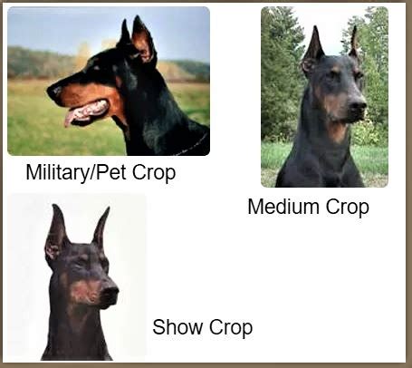 Doberman Ear Cropping Styles . There are four primary ways to crop your Doberman's ears. They are: Battle Crop: This is the shortest crop type. The ears are cut low to provide protection from the ears being grabbed during a fight. Working Crop: The working crop, also known as a military crop, is also a short type of crop. This is the most .... 