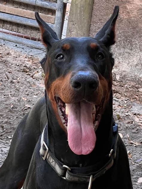 Puppies.com will help you find your perfect Doberman Pinscher puppy for sale in Debary, FL. ... Ocala, FL. Female, Born on 03/29/2023 - 6 months old. $2,500. CHUCKIE. Doberman Pinscher. Brooksville, FL. Male, Born on 07/06/2023 - 15 weeks old. $1,000. Purple collar female.. 