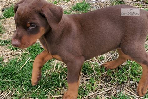 Doberman for sale in missouri. Search results for: Doberman Pinscher puppies and dogs for sale near Joplin, Missouri, ... Tags: puppies for sale dogs for sale Missouri dogs Missouri puppy(s) Doberman Pinscher Missouri. Fedora Date listed: 03/27/2024. Breed: Doberman Pinscher. Price: $2,750. Gender: Female. Location: 