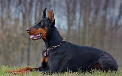 The Doberman truly isn’t purebred. Whatever the situation, a Doberman without registration papers is considered the same as a “mixed breed” in the eyes of the AKC and should not be sold for the price of a pedigreed dog. Please keep in mind that one third of the animals that come into shelters across the US appear to be purebred.. 