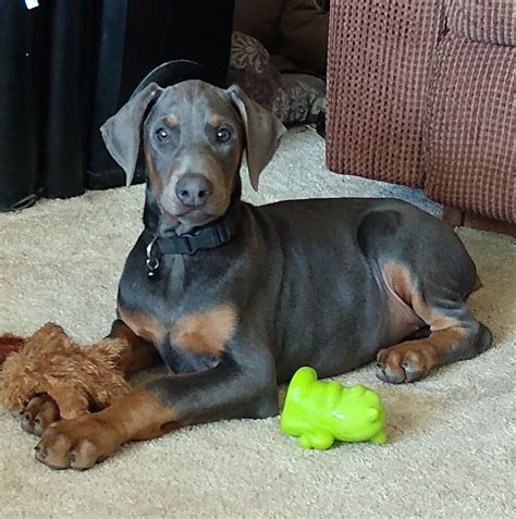 Our goal is to catch people who are interested in bringing a Doberman into their lives BEFORE they go down the wrong path and end up with a puppy that is temperamentally unsound or physically unhealthy. As Doberman owners and devotees of the breed, we are here to help you make the right match with your new family member. Your best option may be .... 