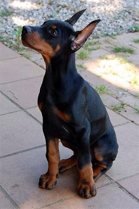 Puppies.com will help you find your perfect Doberman Pinscher puppy for sale in Plano, TX. We've connected loving homes to reputable breeders since 2003 and we want to help you find the puppy your whole family will love. ... 37 Doberman Pinscher Puppies For Sale Near Plano, TX. Featured Listings. Default Sorting. Doberman male red. …. 