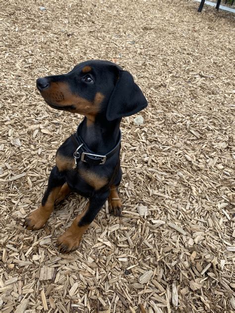 The Doberman Pinscher wouldn't step into a show ring until 1897. But over three decades earlier, the fledgling breed was exhibited at Apolda's inaugural dog market in 1863. Amid the various ...