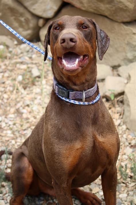 For additional information on Easy, as well as adoption information and procedures, please contact Ardis Munck, Doberman Pinscher Rescue Fillmore, at 805-524-5102 or 818-317-1054. Their website is www.dobierescue.org , and their email address is dobierescue@earthlink.net .. 